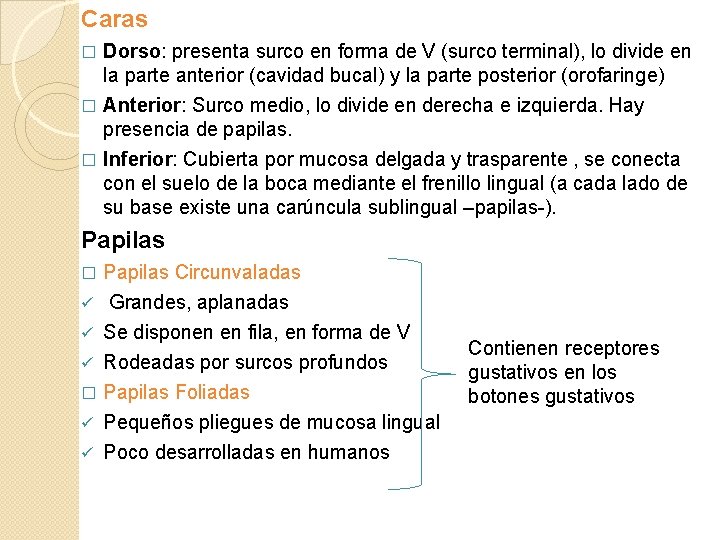 Caras Dorso: presenta surco en forma de V (surco terminal), lo divide en la