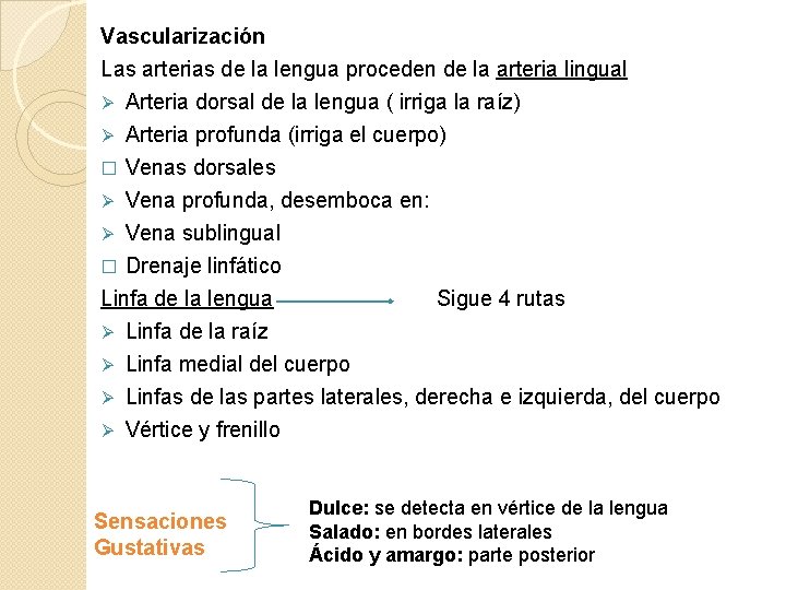 Vascularización Las arterias de la lengua proceden de la arteria lingual Arteria dorsal de