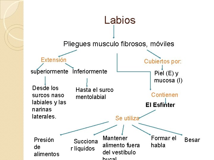 Labios Pliegues musculo fibrosos, móviles Extensión Cubiertos por: superiormente Inferiormente Desde los surcos naso