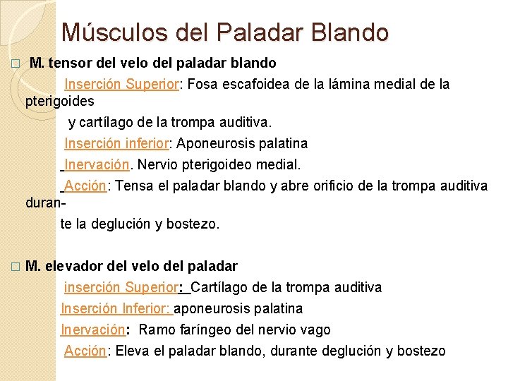 Músculos del Paladar Blando � M. tensor del velo del paladar blando Inserción Superior: