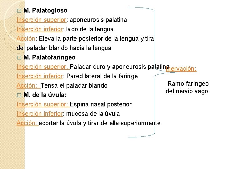 M. Palatogloso Inserción superior: aponeurosis palatina � Inserción inferior: lado de la lengua Acción: