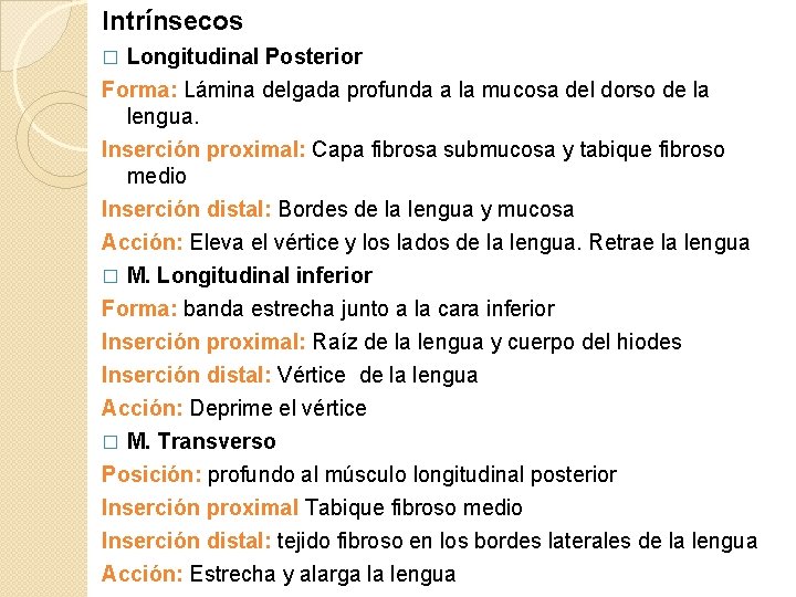 Intrínsecos � Longitudinal Posterior Forma: Lámina delgada profunda a la mucosa del dorso de