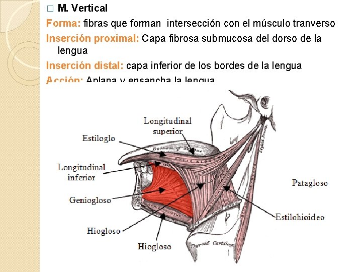 M. Vertical Forma: fibras que forman intersección con el músculo tranverso � Inserción proximal: