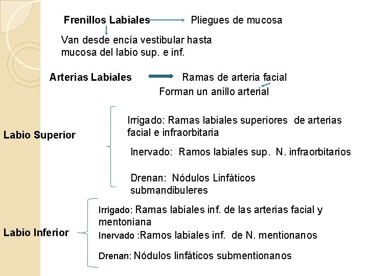Frenillos Labiales Pliegues de mucosa Van desde encía vestibular hasta mucosa del labio sup.