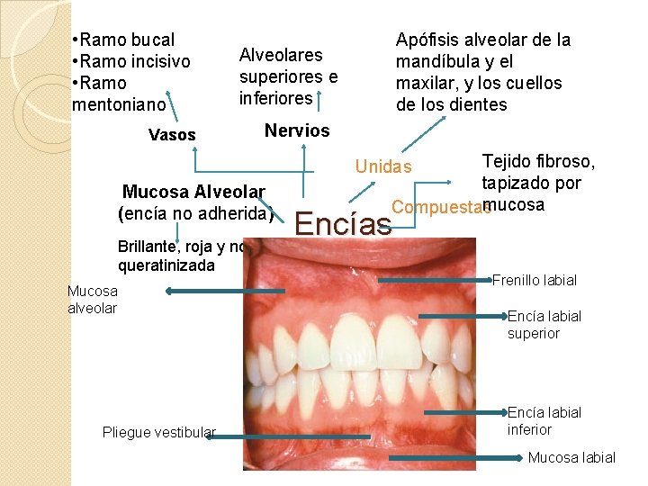  • Ramo bucal • Ramo incisivo • Ramo mentoniano Apófisis alveolar de la