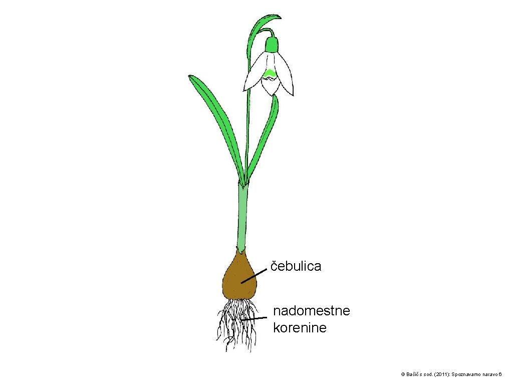 čebulica nadomestne korenine © Bačič s sod. (2011): Spoznavamo naravo 6 