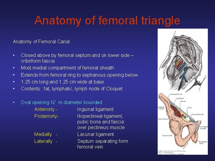Anatomy of femoral triangle Anatomy of Femoral Canal • • • Closed above by