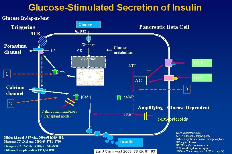 Glucose-Stimulated Secretion of Insulin Glucose Independent Glucose Triggering SUR Potassium channel Pancreatic Beta Cell