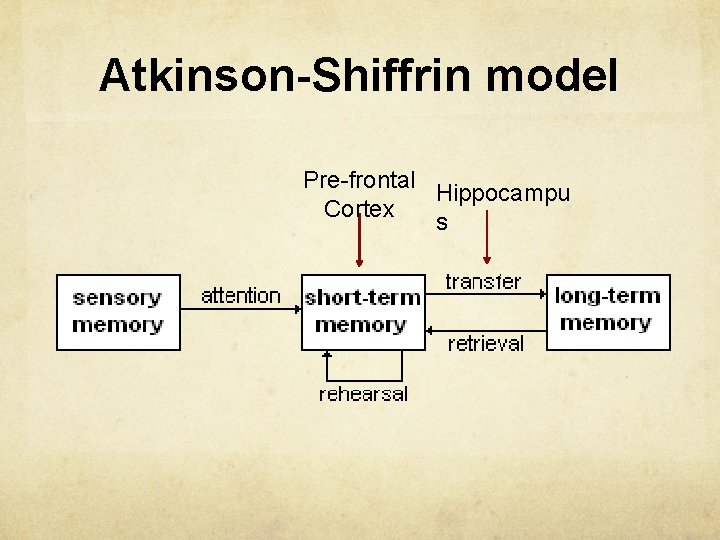 Atkinson-Shiffrin model Pre-frontal Hippocampu Cortex s 
