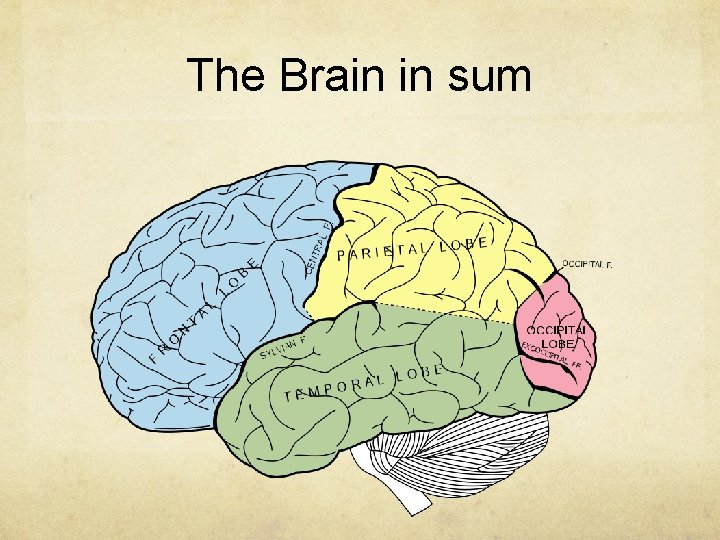 The Brain in sum 