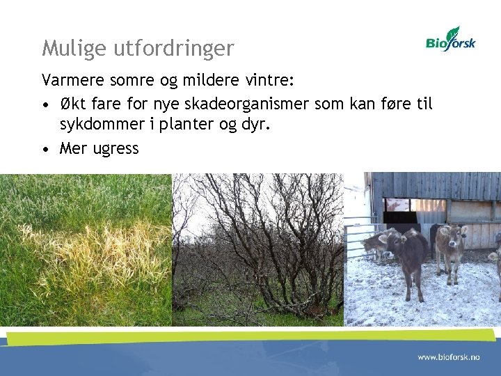 Mulige utfordringer Varmere somre og mildere vintre: • Økt fare for nye skadeorganismer som