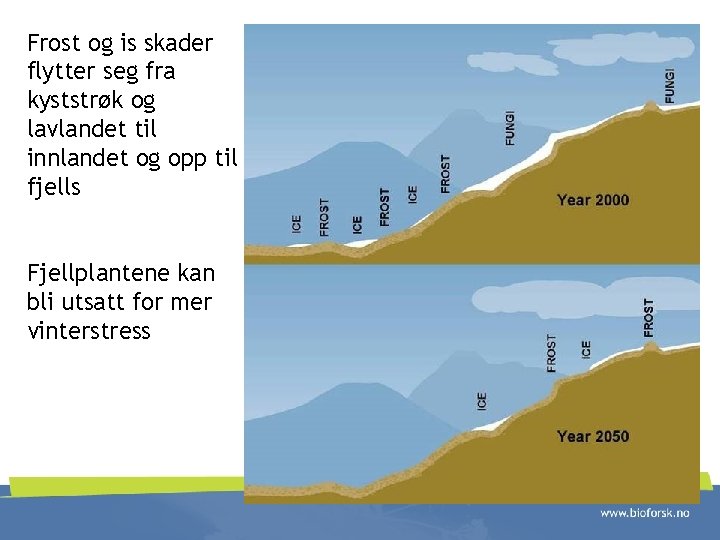 Frost og is skader flytter seg fra kyststrøk og lavlandet til innlandet og opp