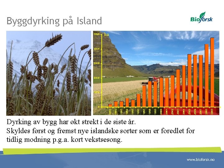 Byggdyrking på Island ha Dyrking av bygg har økt strekt i de siste år.