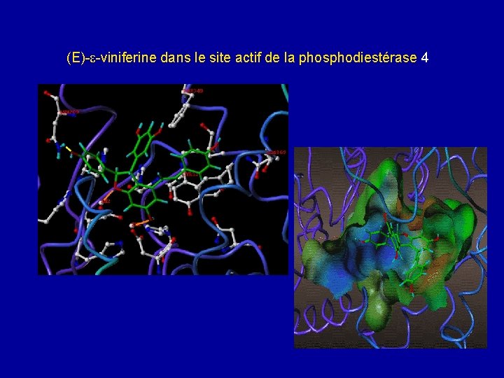 (E)- -viniferine dans le site actif de la phosphodiestérase 4 