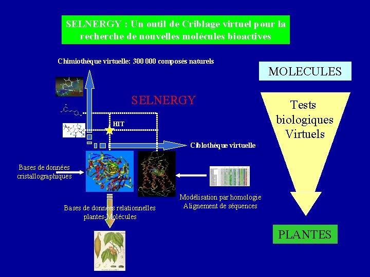 SELNERGY : Un outil de Criblage virtuel pour la recherche de nouvelles molécules bioactives