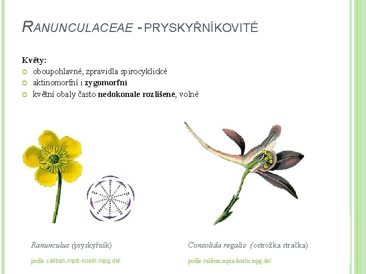 RANUNCULACEAE - PRYSKYŘNÍKOVITÉ Květy: oboupohlavné, zpravidla spirocyklické aktinomorfní i zygomorfní květní obaly často nedokonale