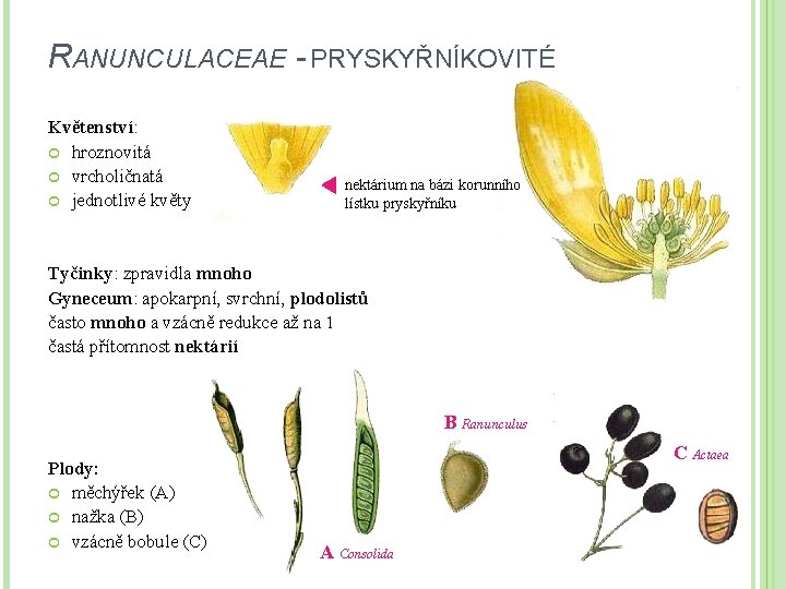 RANUNCULACEAE - PRYSKYŘNÍKOVITÉ Květenství: hroznovitá vrcholičnatá jednotlivé květy nektárium na bázi korunního lístku pryskyřníku