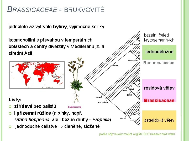 BRASSICACEAE - BRUKVOVITÉ jednoleté až vytrvalé byliny, výjimečně keříky kosmopolitní s převahou v temperátních