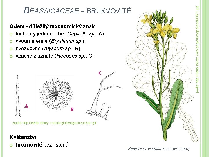 Odění - důležitý taxonomický znak trichomy jednoduché (Capsella sp. , A), dvouramenné (Erysimum sp.