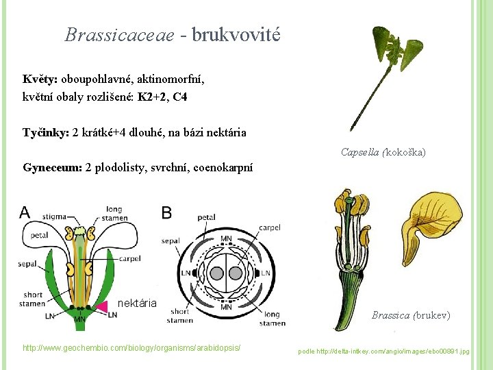 Brassicaceae - brukvovité Květy: oboupohlavné, aktinomorfní, květní obaly rozlišené: K 2+2, C 4 Tyčinky: