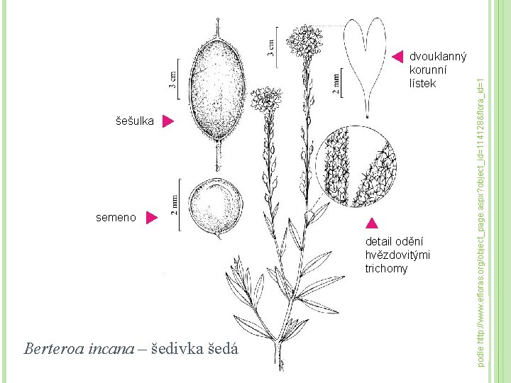 šešulka semeno detail odění hvězdovitými trichomy Berteroa incana – šedivka šedá podle http: //www.