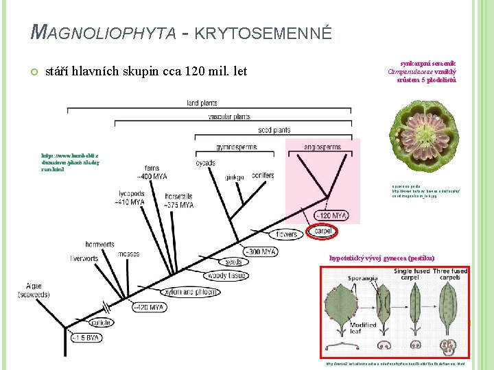 MAGNOLIOPHYTA - KRYTOSEMENNÉ stáří hlavních skupin cca 120 mil. let synkarpní semeník Campanulaceae vzniklý