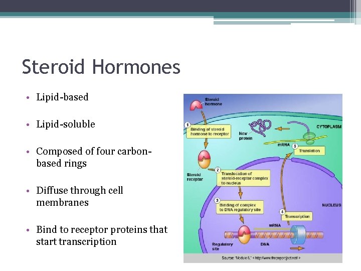 Steroid Hormones • Lipid-based • Lipid-soluble • Composed of four carbonbased rings • Diffuse