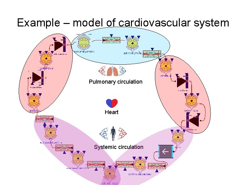 Example – model of cardiovascular system Elastic baloon Hydraulic resistor Hydraulic valve Pulmonary circulation