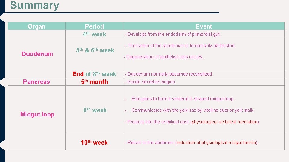 Summary Organ Duodenum Pancreas Midgut loop Period 4 th week Event - Develops from