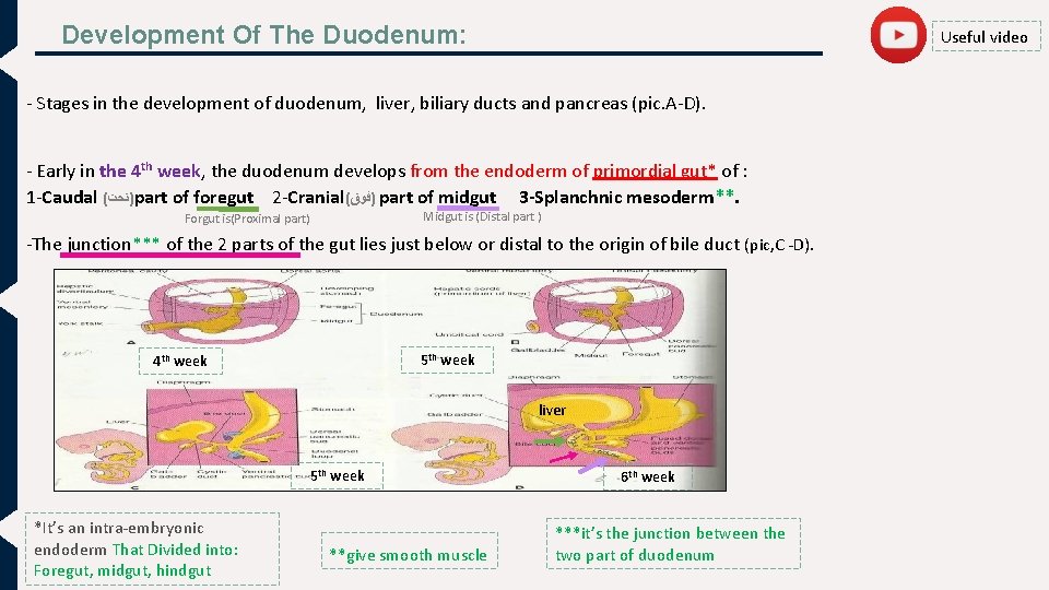 Development Of The Duodenum: Useful video - Stages in the development of duodenum, liver,