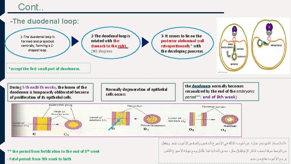 Cont. . -The duodenal loop: 1 -The duodenal loop is formed and projected ventrally,