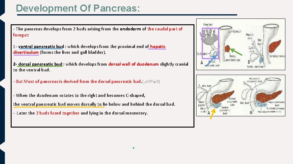 Development Of Pancreas: - The pancreas develops from 2 buds arising from the endoderm