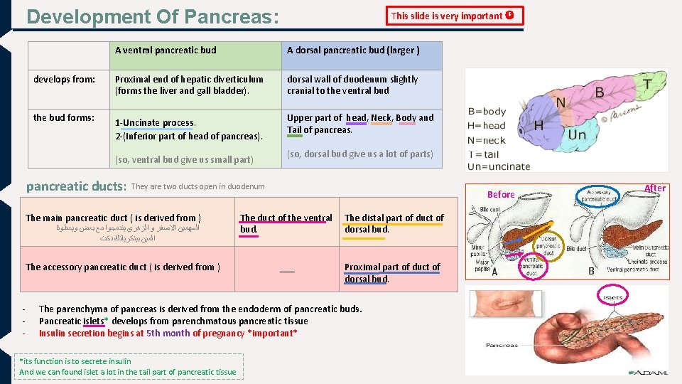 Development Of Pancreas: This slide is very important A ventral pancreatic bud A dorsal