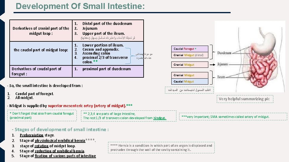 Development Of Small Intestine: Derivatives of cranial part of the midgut loop : the