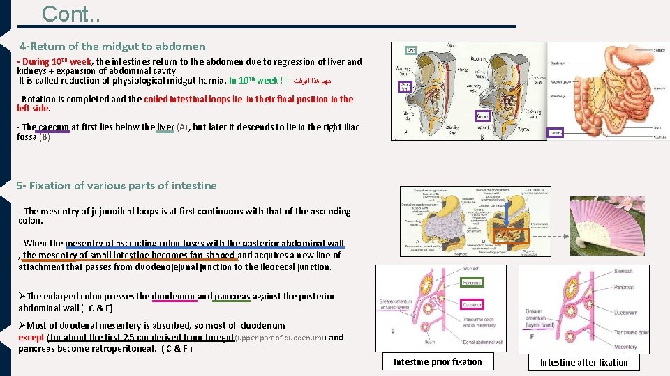 Cont. . 4 -Return of the midgut to abdomen - During 10 th week, Cont. . 4 -Return of the midgut to abdomen - During 10 th week,