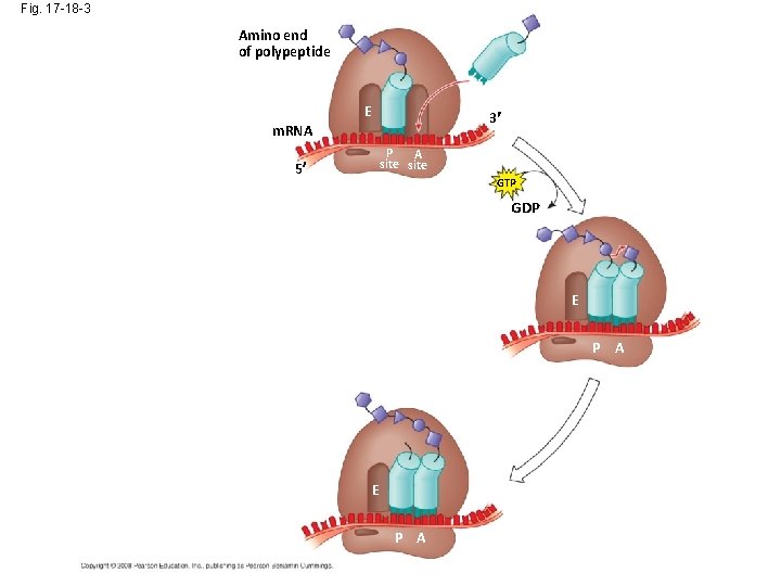 Fig. 17 -18 -3 Amino end of polypeptide E 3 m. RNA P A