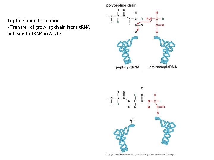 Peptide bond formation - Transfer of growing chain from t. RNA in P site