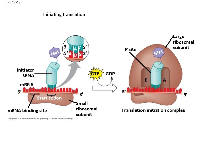 Fig. 17 -17 Initiating translation 3 U A C 5 Met 5 A U