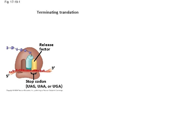 Fig. 17 -19 -1 Terminating translation Release factor 3 5 Stop codon (UAG, UAA,