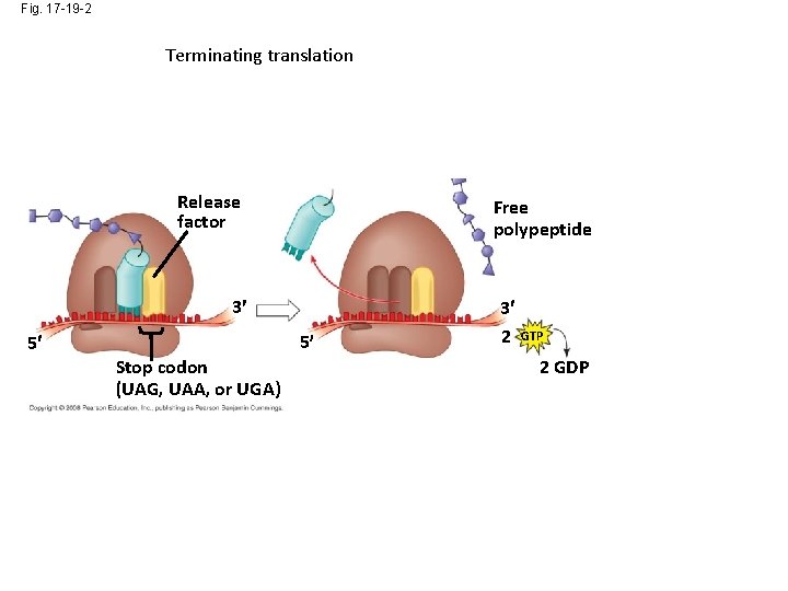 Fig. 17 -19 -2 Terminating translation Release factor Free polypeptide 3 5 5 Stop