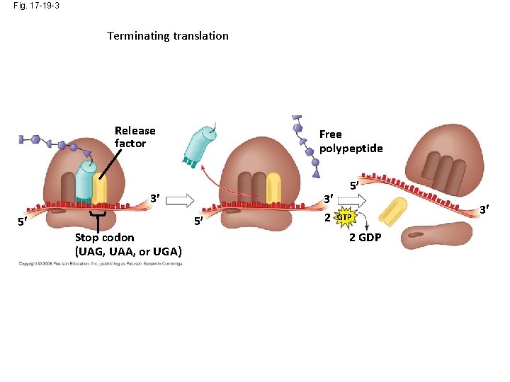 Fig. 17 -19 -3 Terminating translation Release factor Free polypeptide 3 5 5 Stop