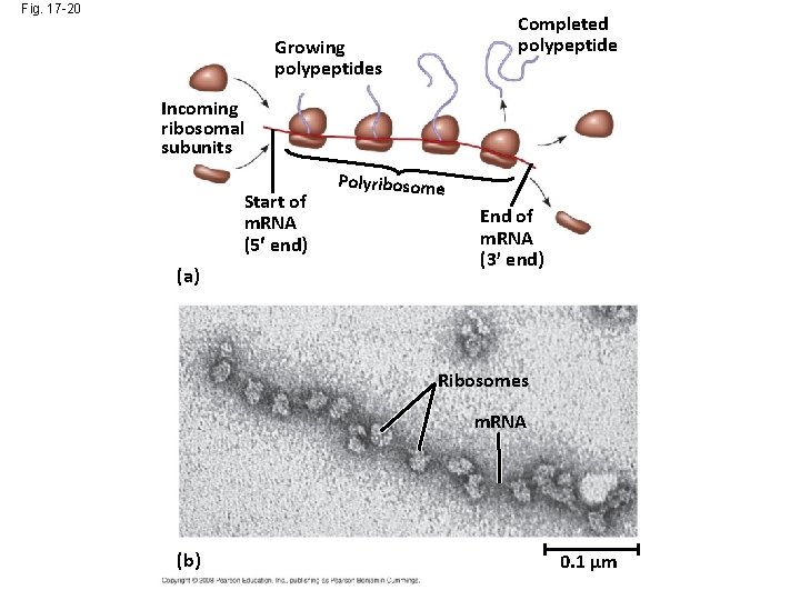 Fig. 17 -20 Completed polypeptide Growing polypeptides Incoming ribosomal subunits Start of m. RNA