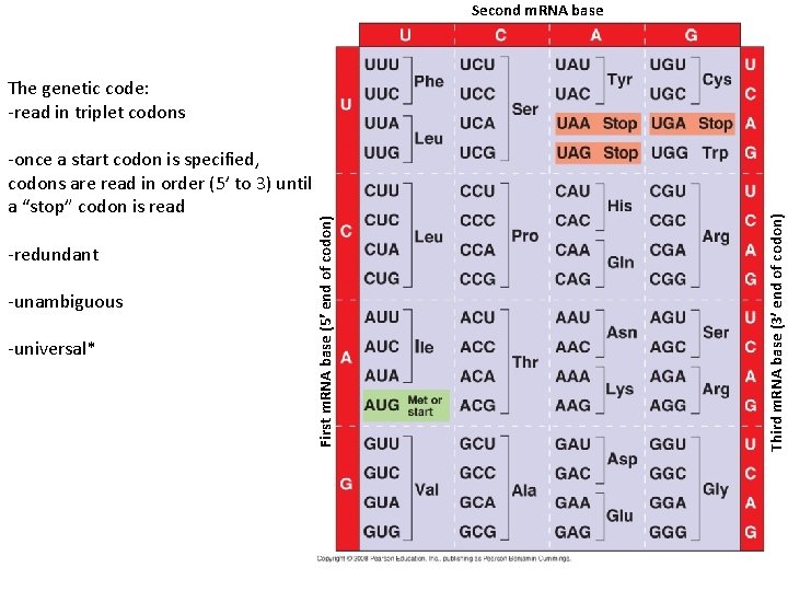 Second m. RNA base -redundant -unambiguous -universal* Third m. RNA base (3 end of