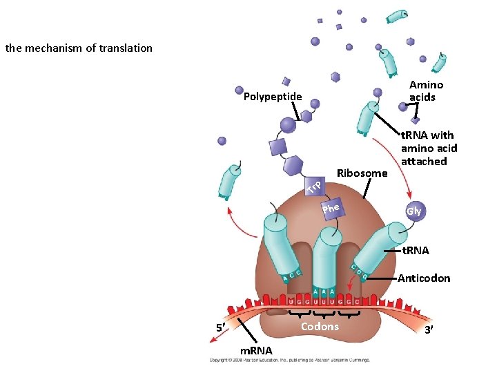 the mechanism of translation Amino acids Polypeptide Tr p Ribosome t. RNA with amino