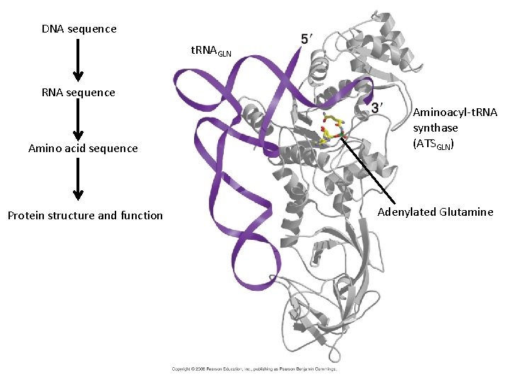 DNA sequence t. RNAGLN RNA sequence Amino acid sequence Protein structure and function Aminoacyl-t.