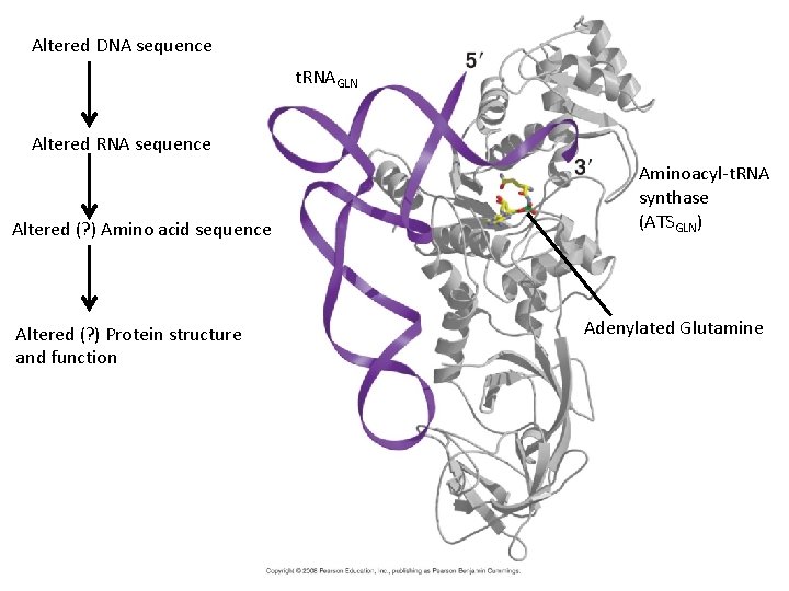 Altered DNA sequence t. RNAGLN Altered RNA sequence Altered (? ) Amino acid sequence