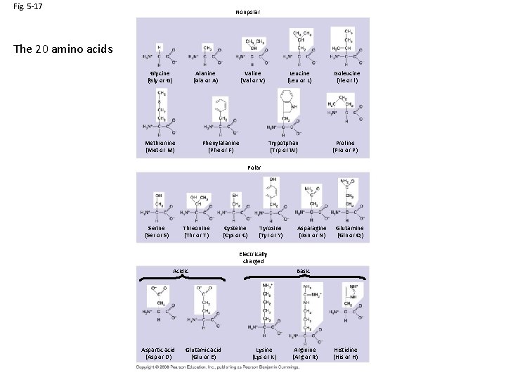 Fig. 5 -17 Nonpolar The 20 amino acids Glycine (Gly or G) Valine (Val