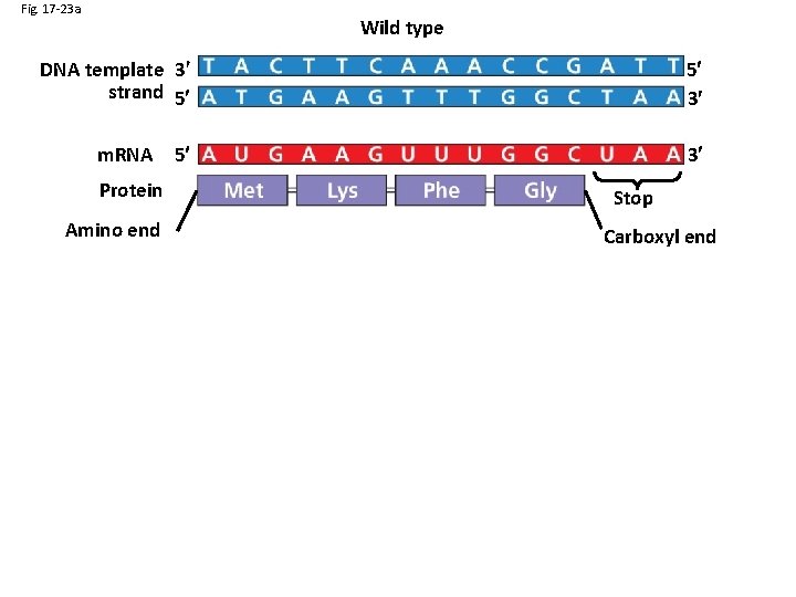 Fig. 17 -23 a Wild type DNA template 3 strand 5 5 3 5