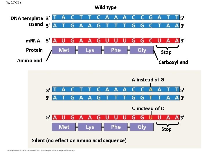 Fig. 17 -23 a Wild type DNA template 3 strand 5 5 3 5