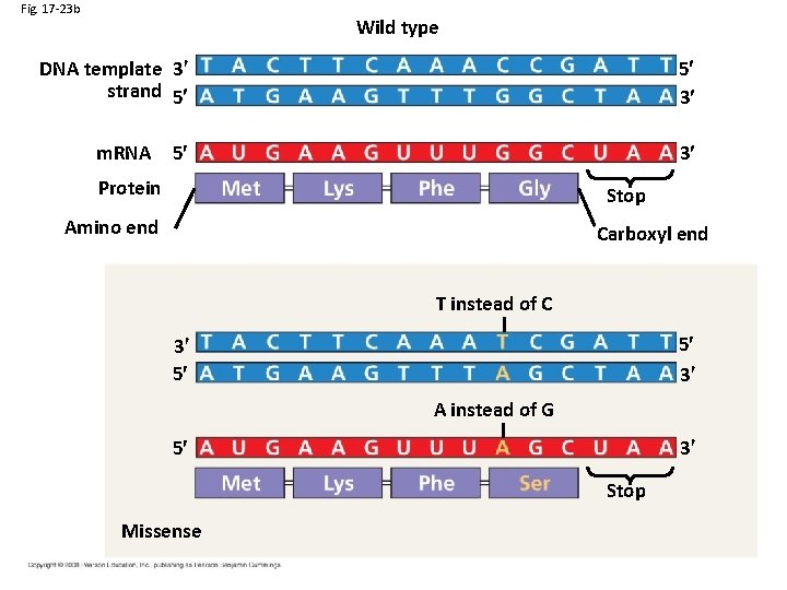 Fig. 17 -23 b Wild type DNA template 3 strand 5 5 3 5